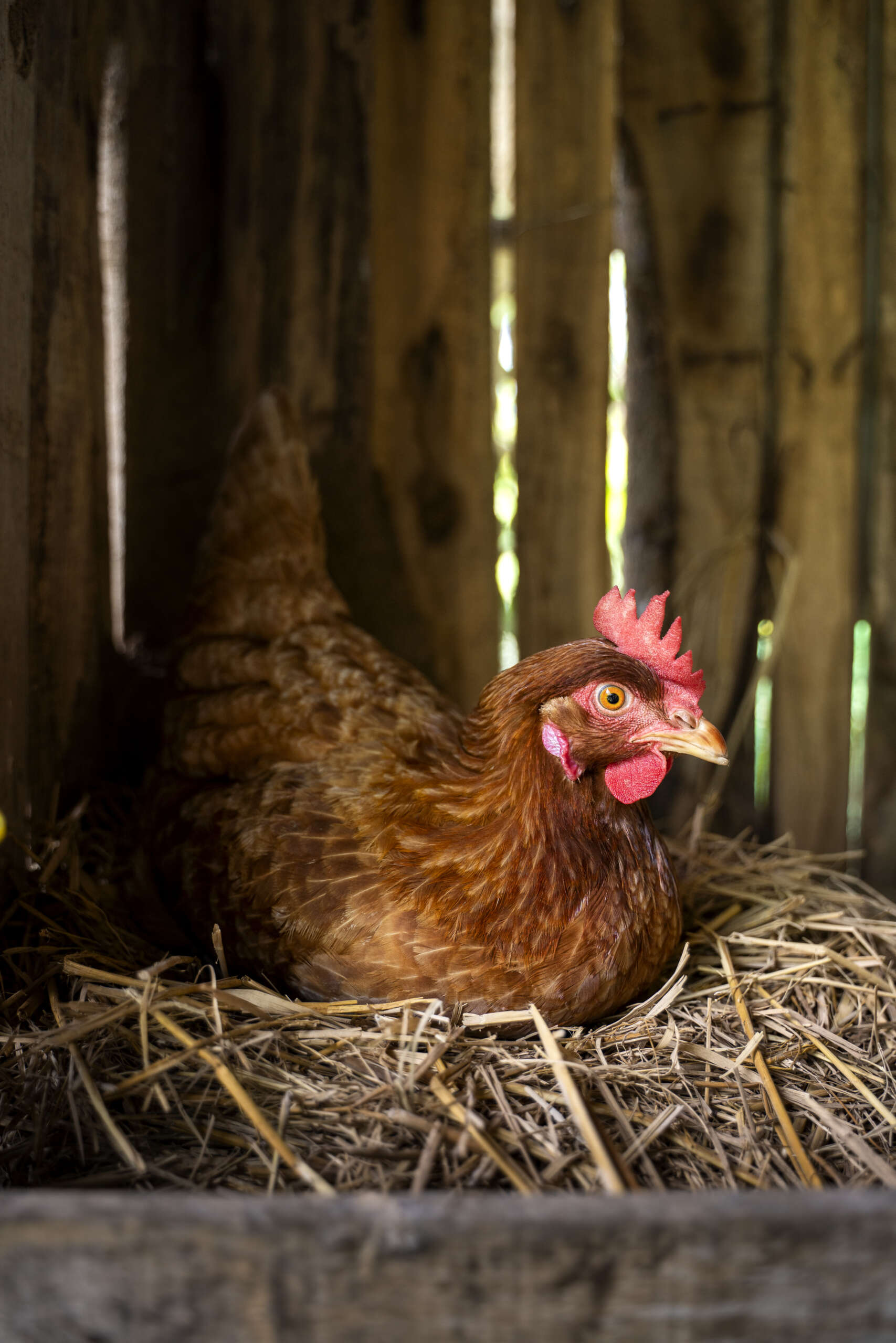 Ventilação na avicultura de corte: o segredo por trás de um plantel saudável e produtivo